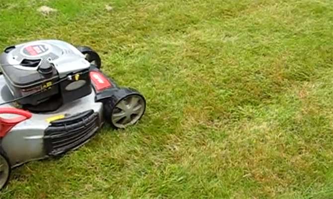 Желтые пятна на газоне.