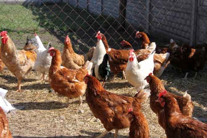 Вольер для кур.