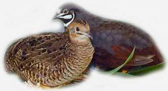 Порода мраморный перепел.