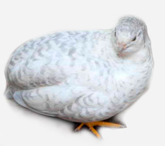 Английский белый перепел.