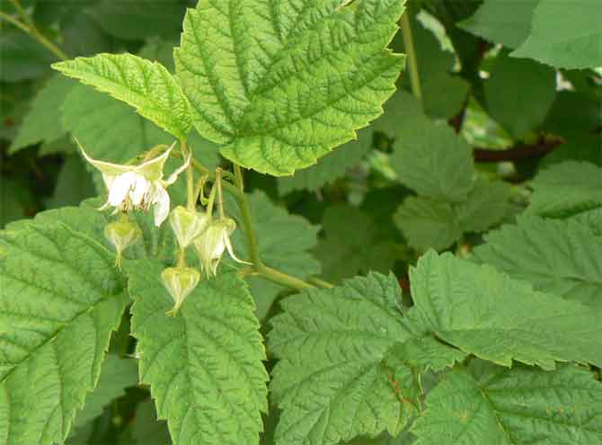 Посадка малины.