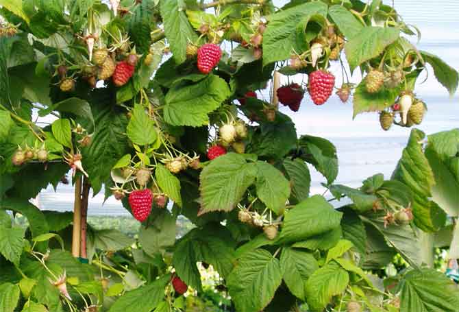 Уход за малиной.