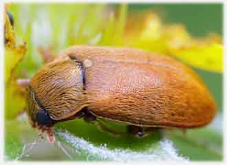 Малиновый жук.