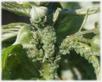 Малиновая тля.