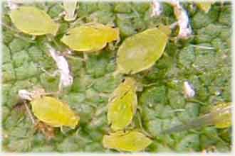 Листовая тля.