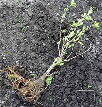 Саженцы гортензии.