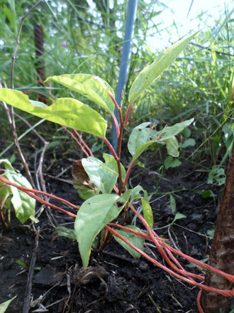 Посадка лимонника.