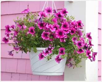 Петуния в кашпо