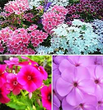 Флоксы друммонда