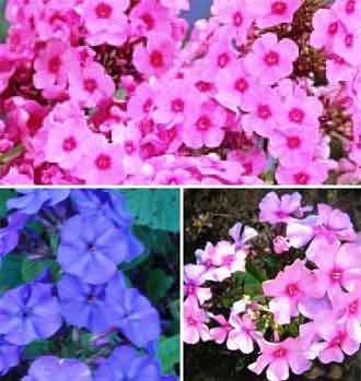 Флоксы метельчатые.