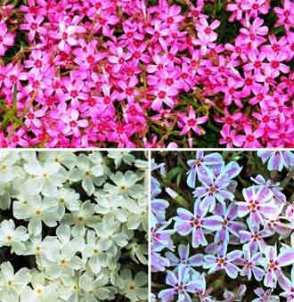 Флокс шиловидный.