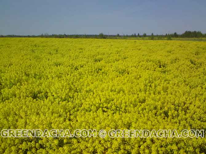 Горчица как сидерат.
