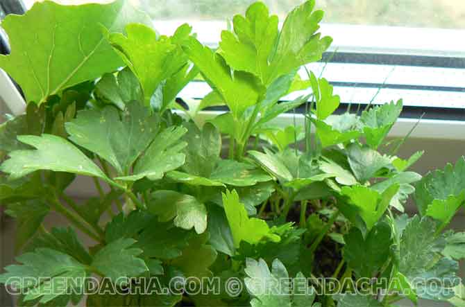 Поливаем саженцы сельдерея водой и ставим на солнечное место.